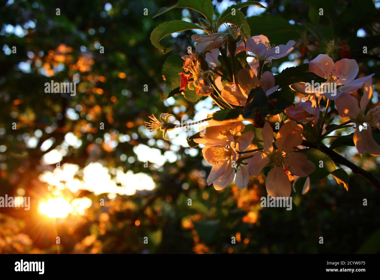 Schöne Apfelblüten, die am Sonnenuntergang blühen Stockfoto