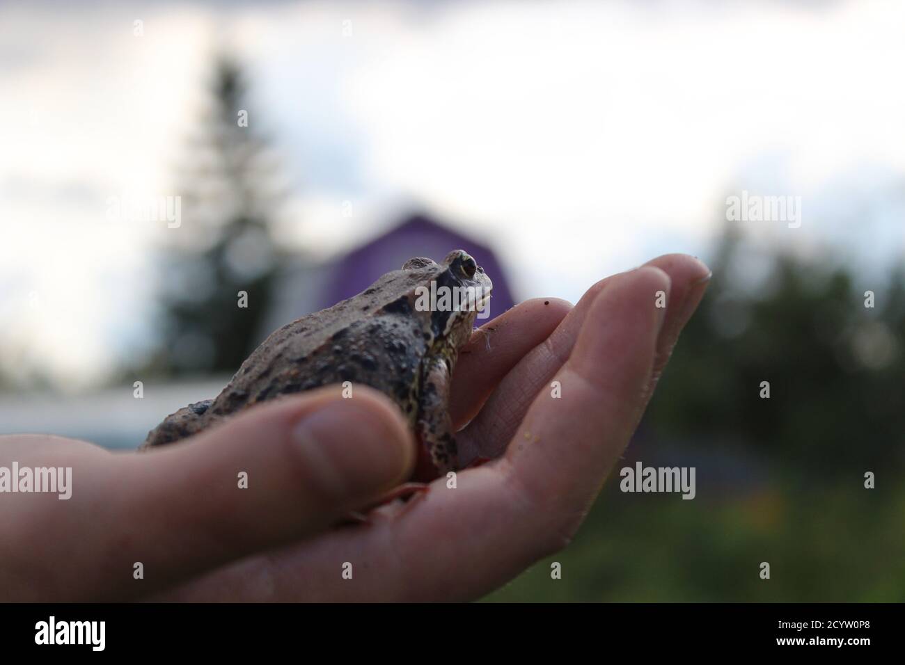 Frosch sitzt auf der Hand und schaut mit in die Ferne Hintergrundunschärfe Stockfoto