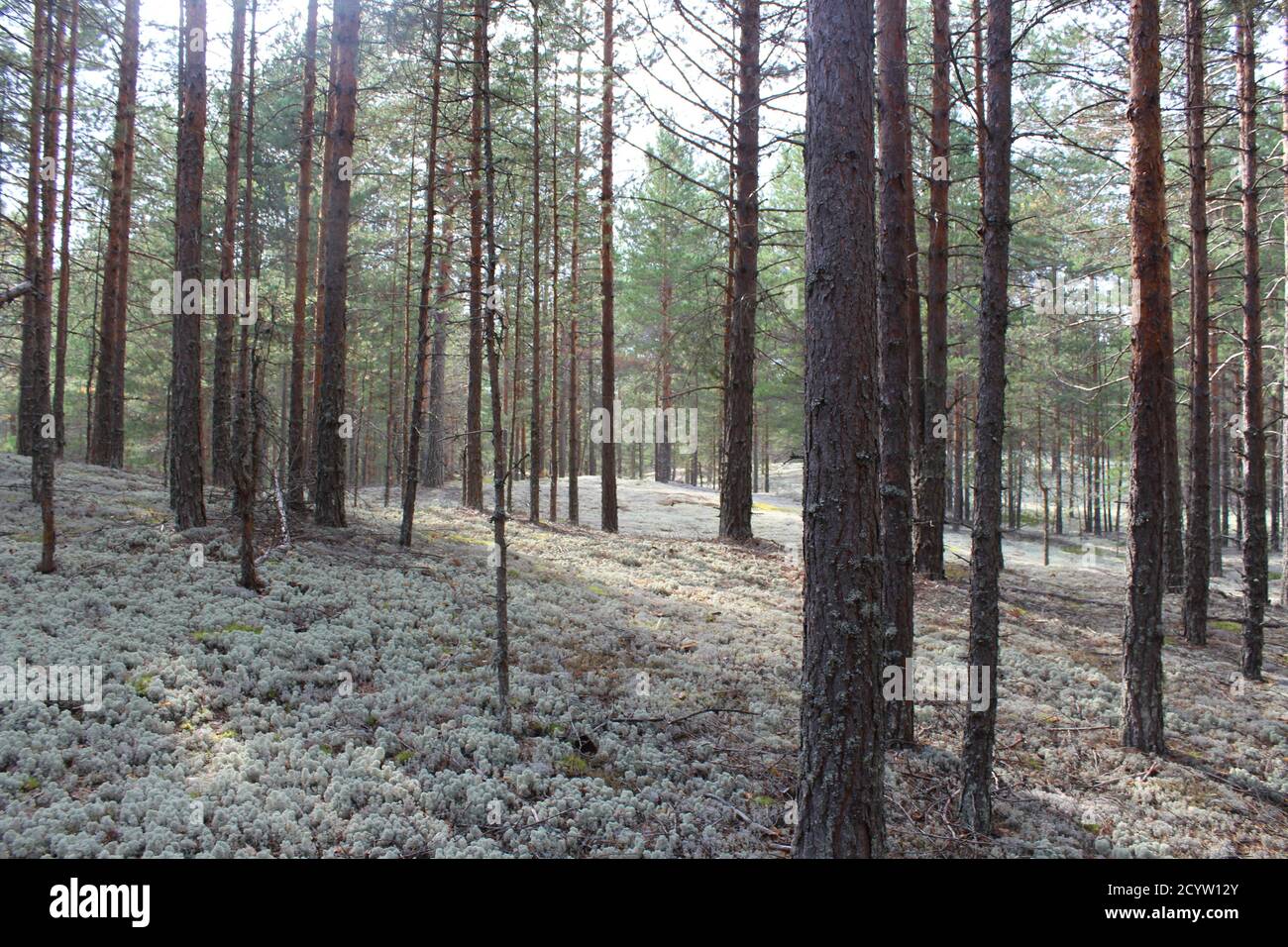 Wälder mit weißem Moos in Russland Stockfoto