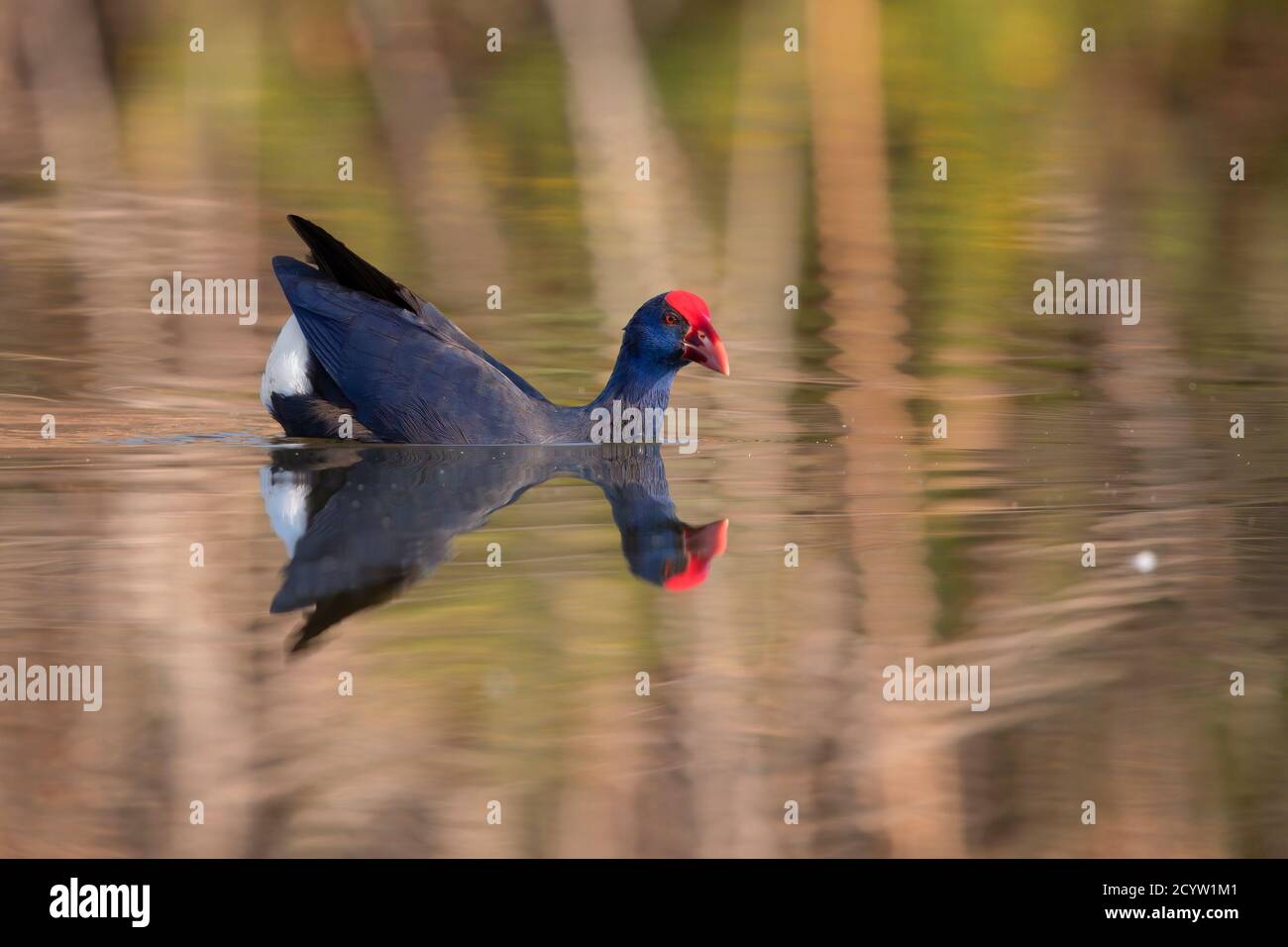 Purpurhuhn Stockfoto