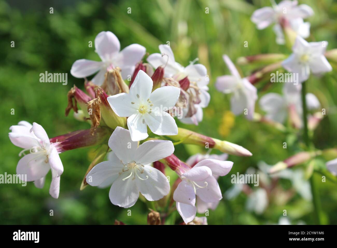 Der Beginn der Blüte der weißen Phlox Stockfoto