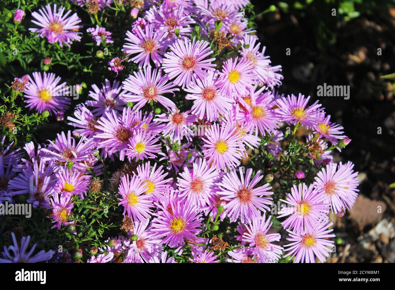 Nahaufnahme New England Aster kleine lila Blüten mit dünnen Blütenblättern im Sonnenlicht in einem Garten in Manchester, England Stockfoto