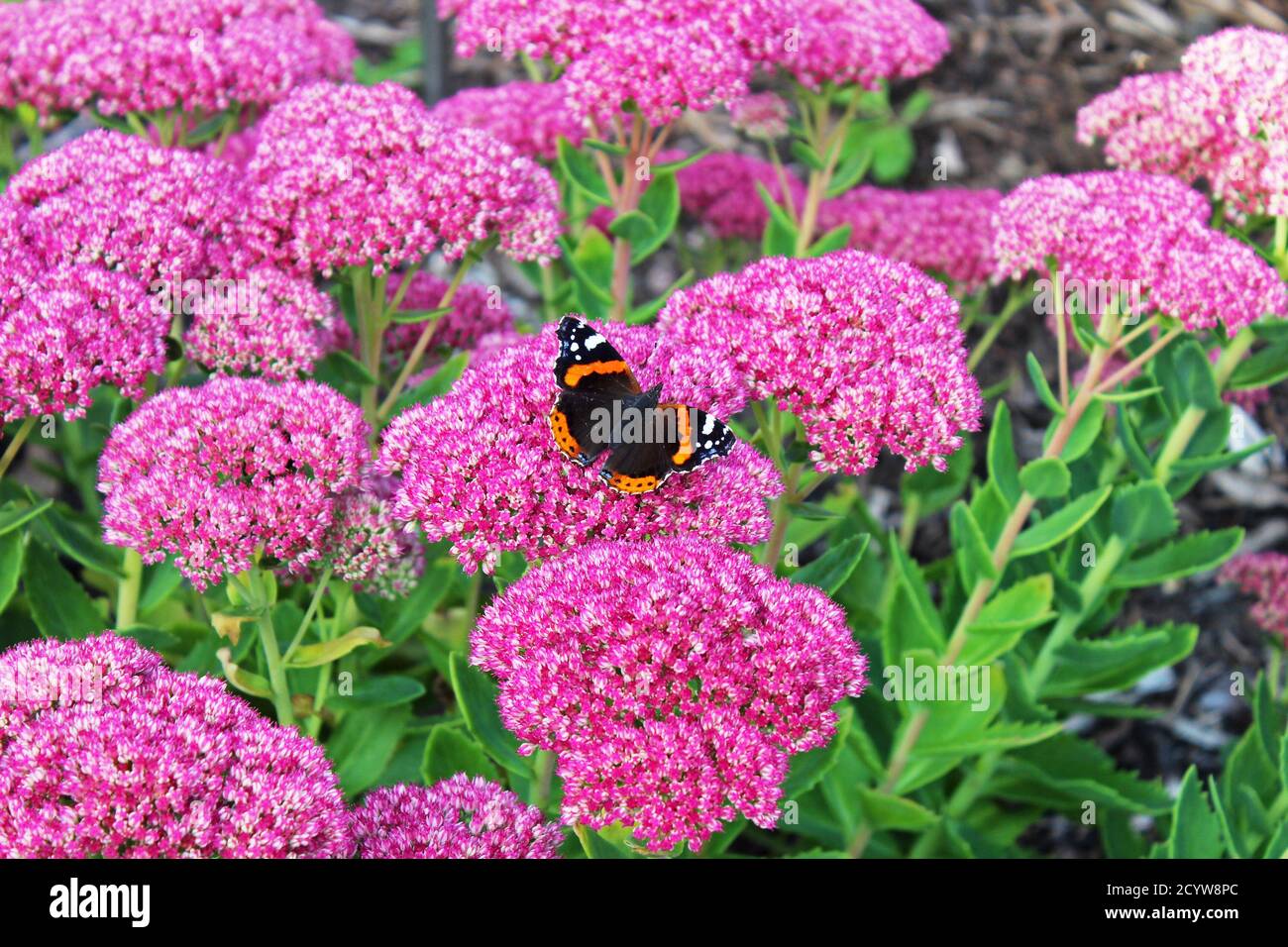 Schmetterling Rote Admiral's schöne offene Flügel von oben sitzen auf leuchtend rosa Blumen in Manchester, England Stockfoto