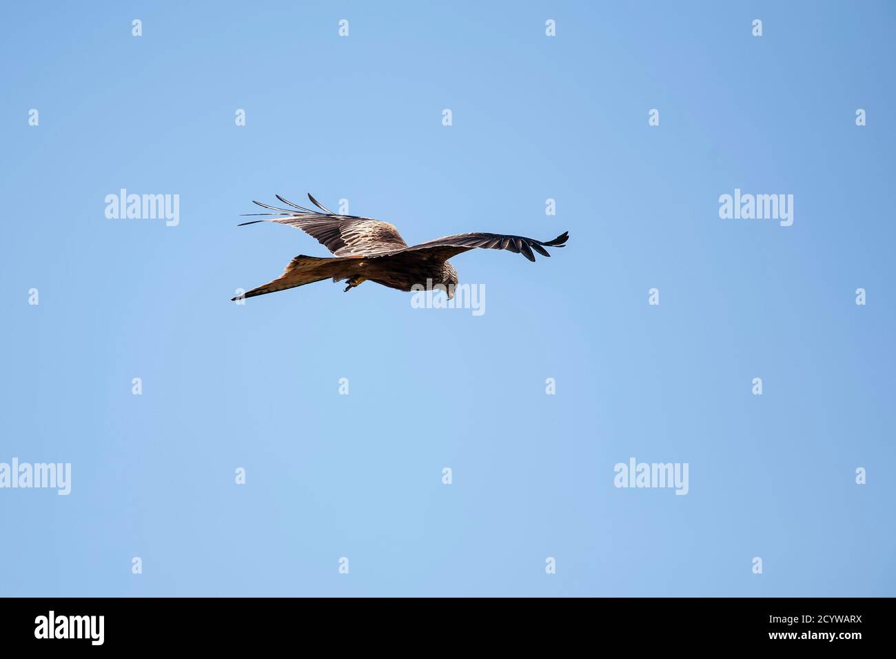 Ein einziger Red Kite Milvus milvus schwebt im Flug gegen einen klaren blauen Himmel an der Gigrin Farm Futterstation, Powys, Wales Stockfoto