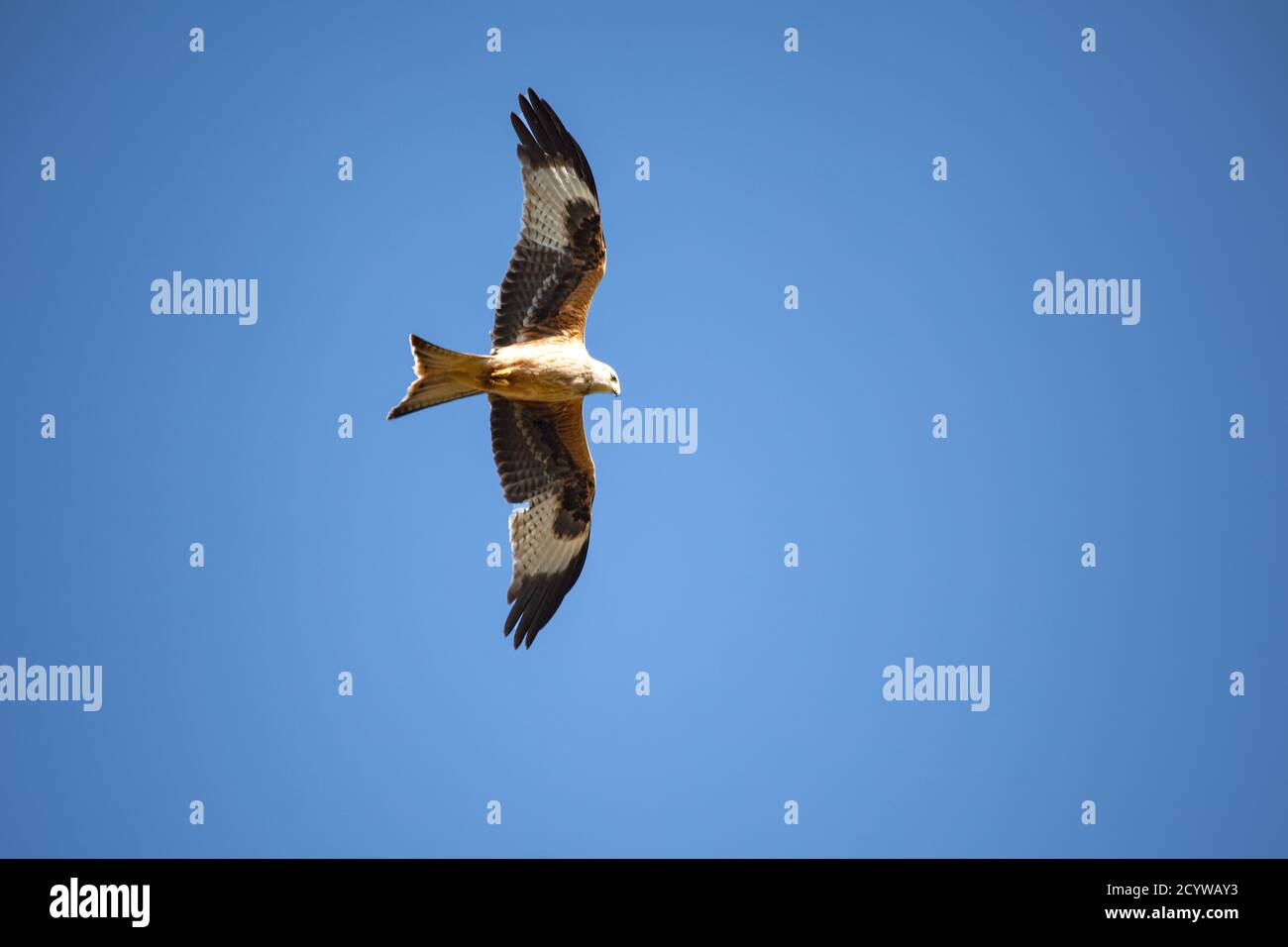 Ein einziger Red Kite Milvus milvus im Flug zeigt seine Markante Gefieder und Markierungen gegen einen klaren blauen Himmel an Gigrin Farm Fütterungsstation Stockfoto