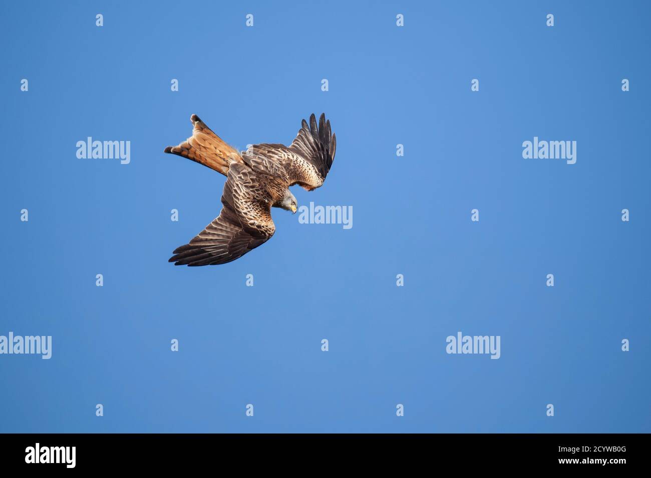 Ein einziger Red Kite im Flug, der sich zur Nahrungsaufnahme in der Futterstation der Gigrin Farm in Powys, Wales, beugt Stockfoto