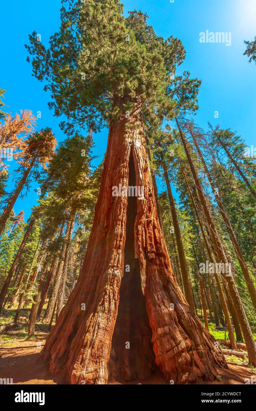 Nahaufnahme eines Mammutbaums im Sequoia National Park Baum in der Sierra Nevada in Kalifornien, USA. Sequoia NP ist berühmt für seine Stockfoto