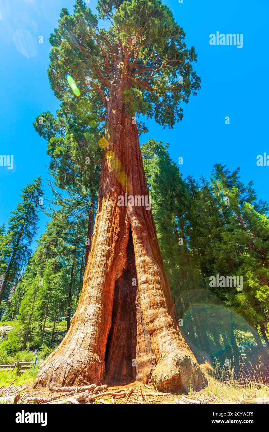 Nahaufnahme des Mammutbaums in Sequoia und Kings Canyon National Park in der Sierra Nevada in Kalifornien, USA. Sequoia NP ist berühmt Stockfoto