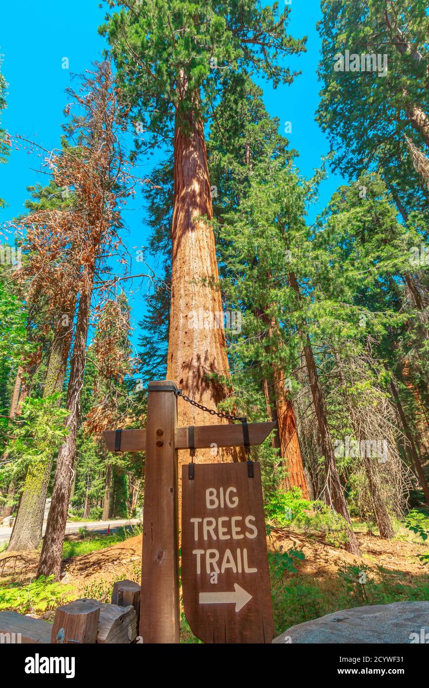Schild mit großen Bäumen auf einem Mammutbaum im Sequoia und Kings Canyon National Park in Kalifornien, USA. Sequoia NP ist berühmt Stockfoto