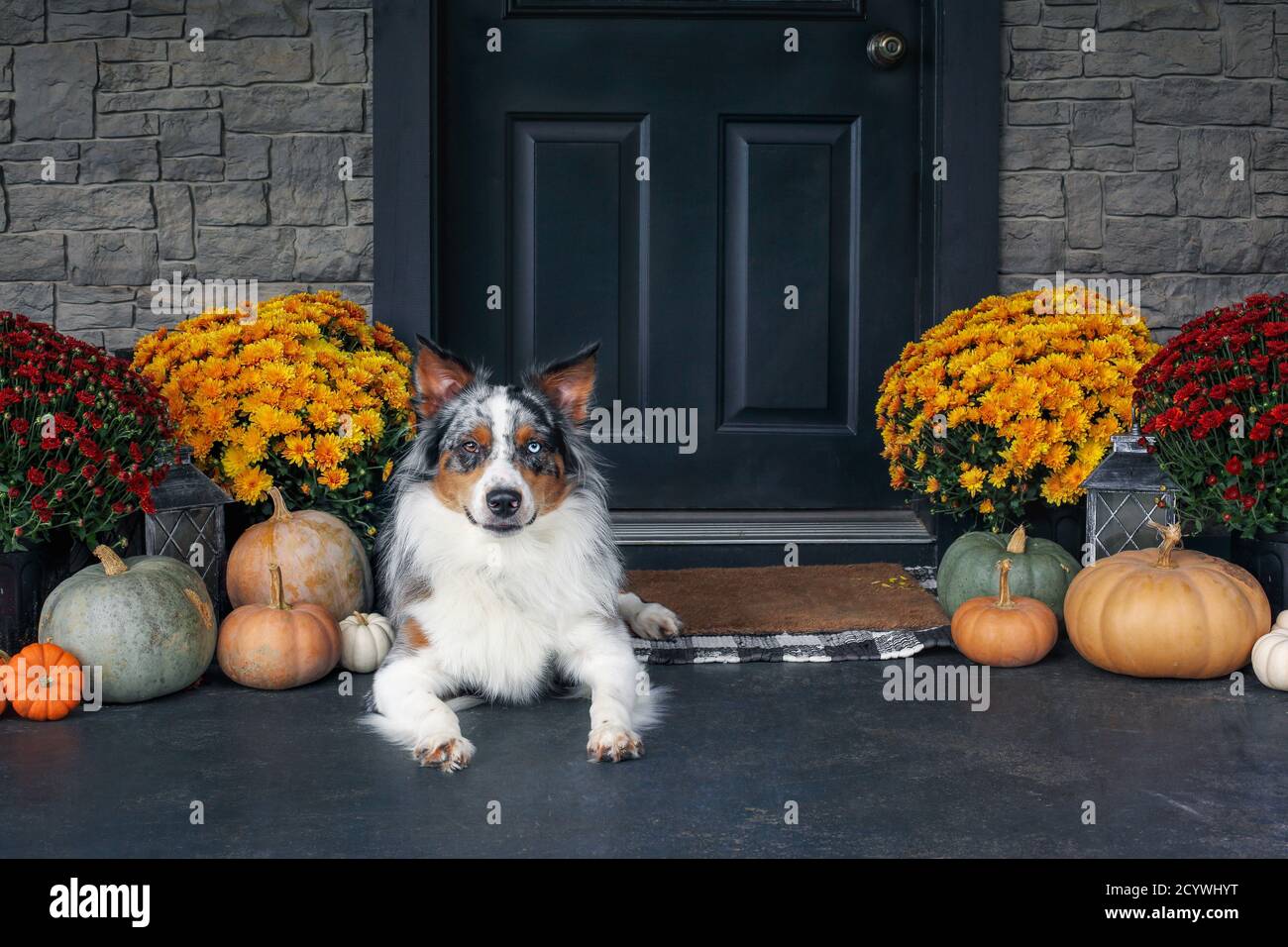 Schöne junge Rüde Blue Merle Australian Shepherd Hund liegt auf einer Veranda mit Mütter und Kürbisse für den Herbst dekoriert. Stockfoto