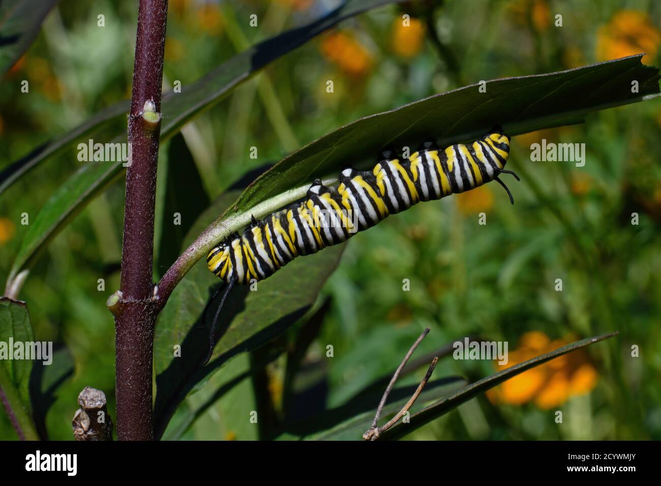 Monarch Schmetterling Raupe auf Milchkrautblatt. Es ist ein Milchkrautfalter aus der Familie Nymphalidae und ist in den USA vom Lebensraumverlust bedroht. Stockfoto