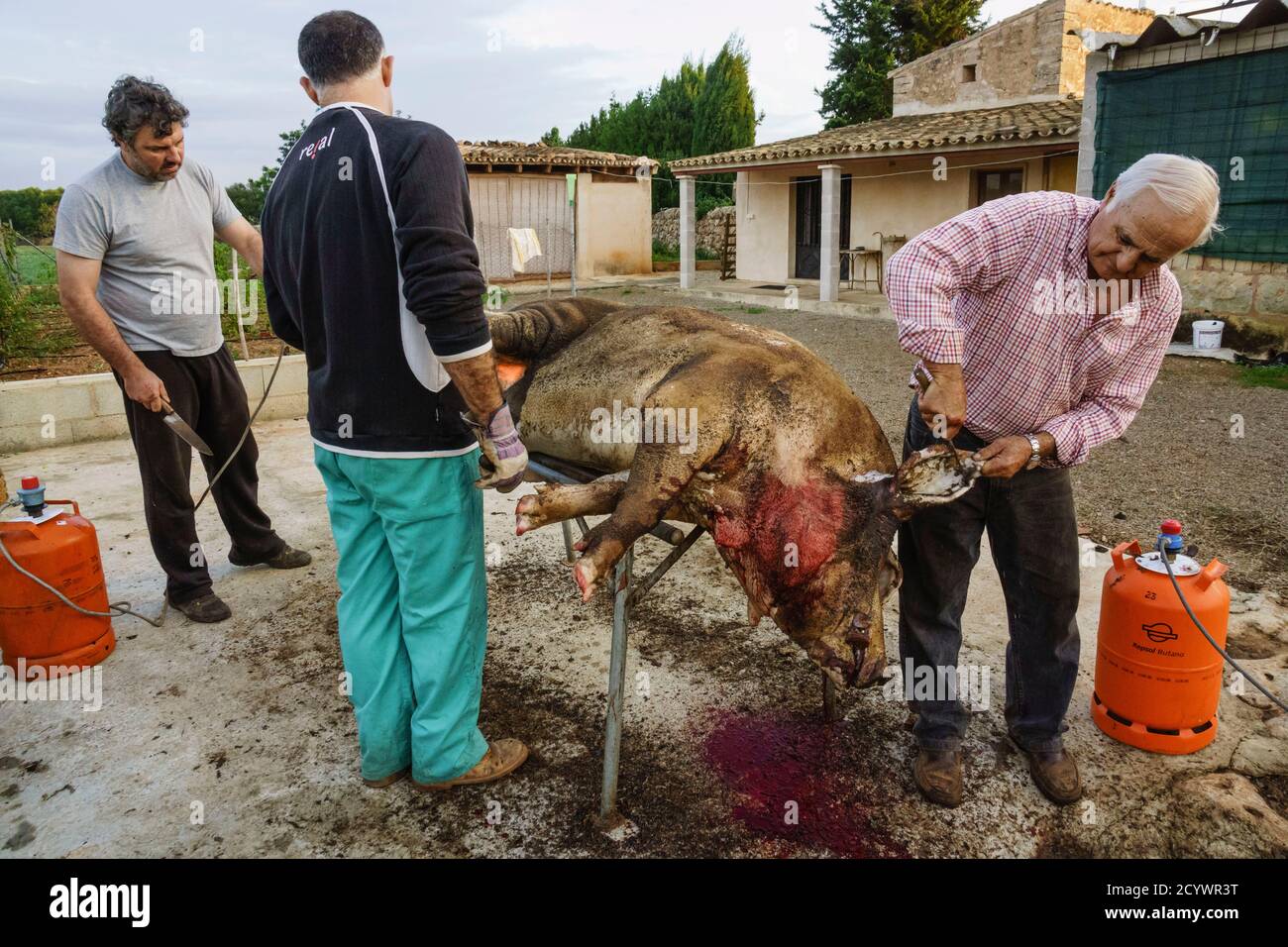 Limpieza del Animal, matanza tradicional del cerdo, llucmajor, Mallorca, islas baleares, Spanien Stockfoto