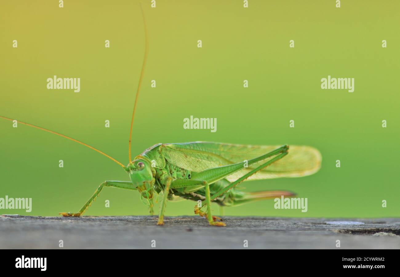 Tettigonia viridissima, die große grüne Busch-Cricket, weiblich Stockfoto
