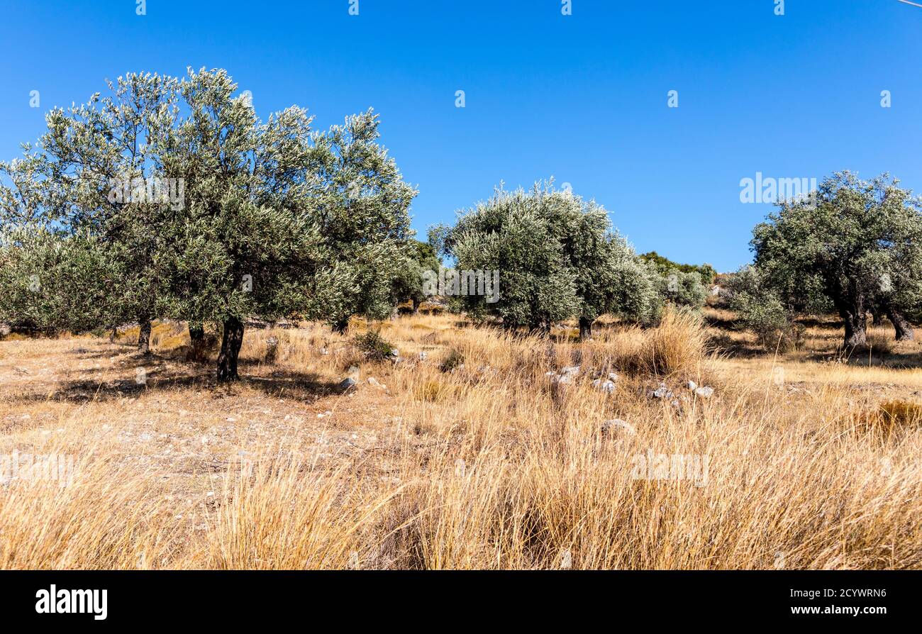 Olivenhaine Rhodos Griechische Inseln Griechenland Stockfoto