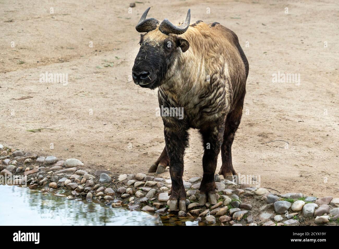 Mishmi Takin Berg Ziege Porträt Stockfoto