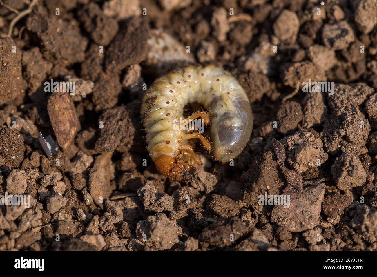 Hahnenlarven; Melolontha melolontha; im Boden; UK Stockfoto