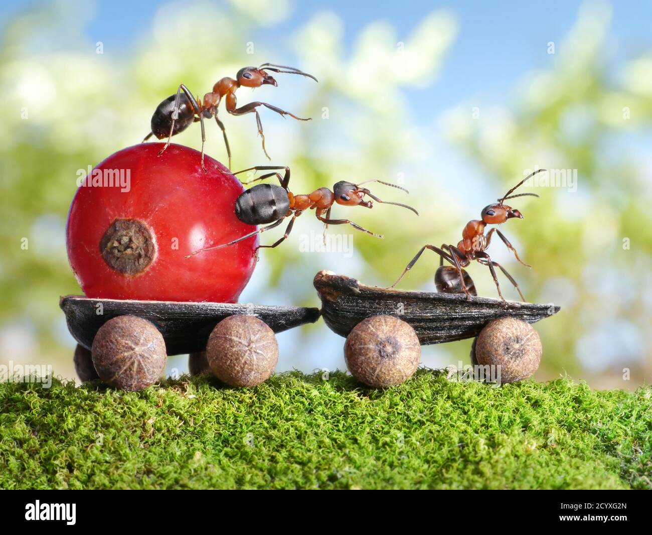 Alles gute wird so gemacht, wie Ameisen Dinge tun: Nach und nach. Stockfoto