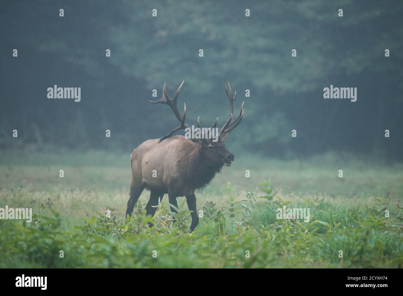 Ein Bullenelch bullelt, als er durch ein Feld in Benzette, PA, USA, geht Stockfoto