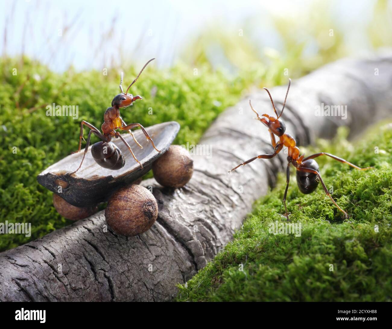 Alles gute wird so gemacht, wie Ameisen Dinge tun: Nach und nach. Stockfoto