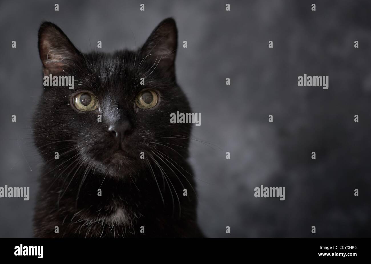 Porträt einer schwarzen älteren Katze (gemischte türkische Angora) Mit verträumter Optik vor grauem Hintergrund Stockfoto