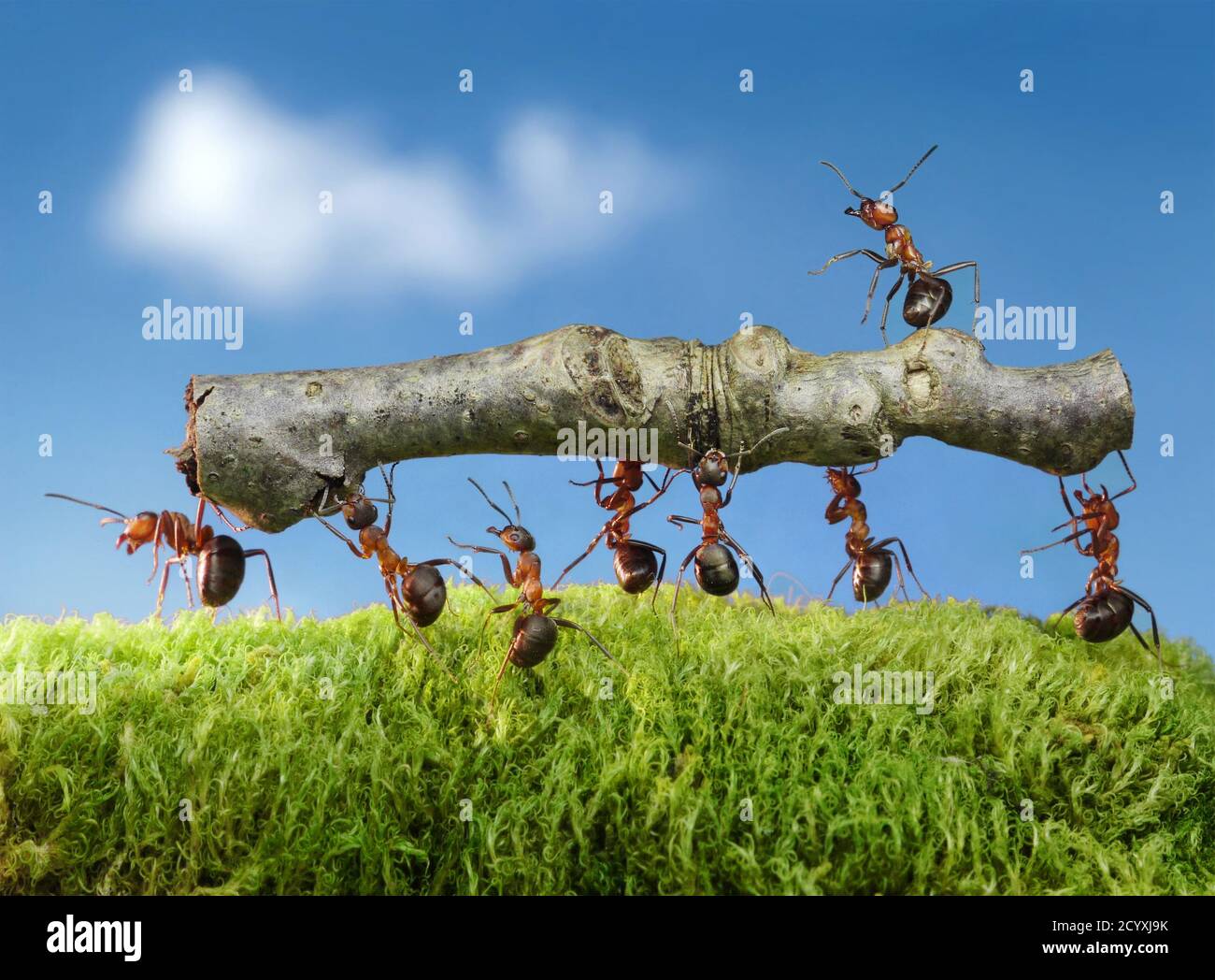 Alles gute wird so gemacht, wie Ameisen Dinge tun: Nach und nach. Stockfoto