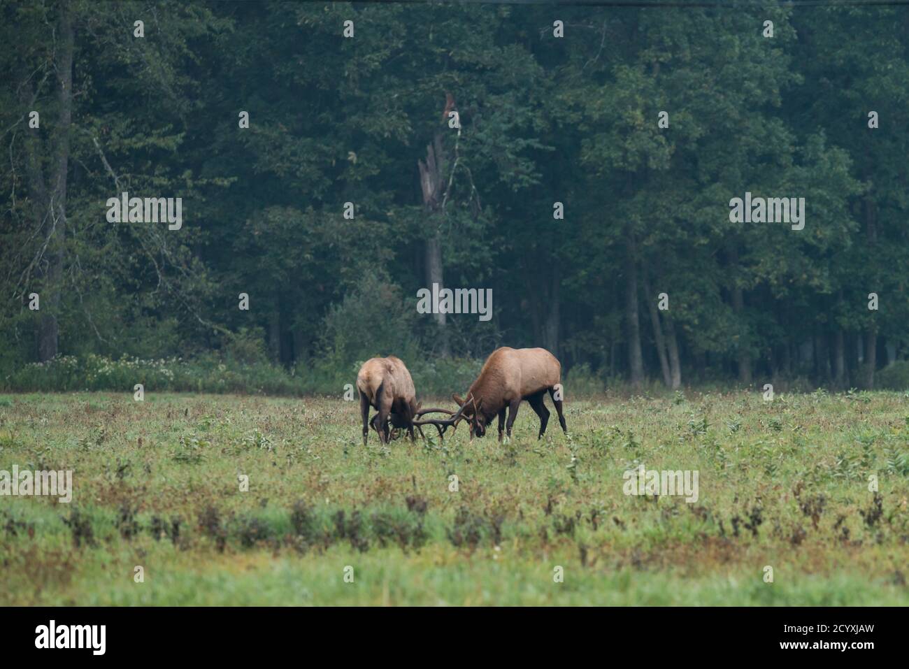 Zwei Bullenelche stellen sich während der Elchrute in Benzette, PA, USA, dem Sperrengeweih Stockfoto