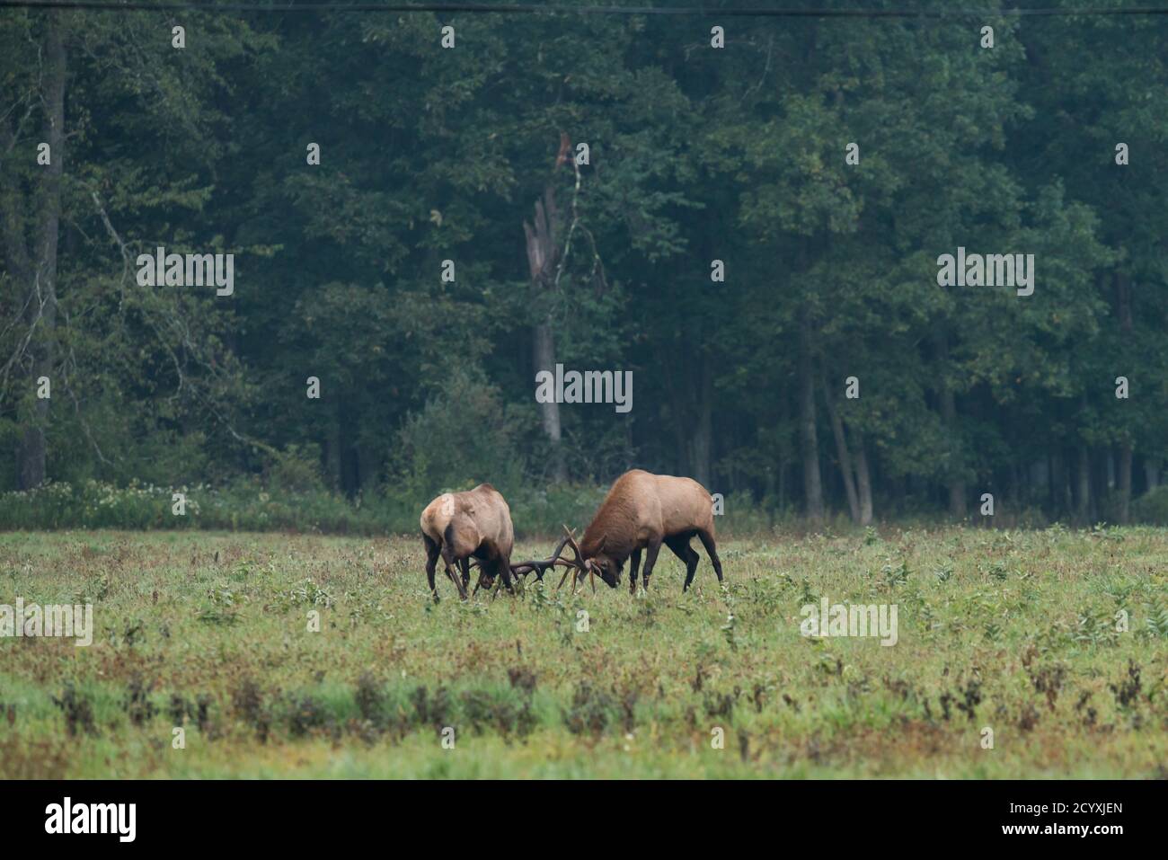 Zwei Bullenelch-Locking-Geweihe während der Elchrute in Benzette, PA, USA Stockfoto