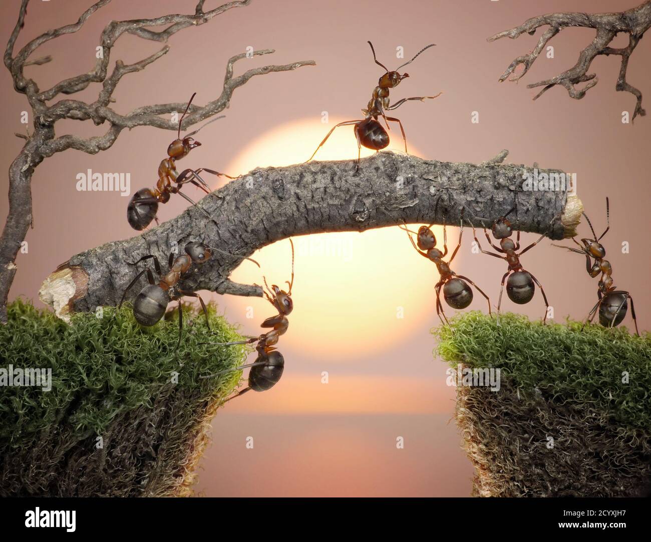 Alles gute wird so gemacht, wie Ameisen Dinge tun: Nach und nach. Stockfoto