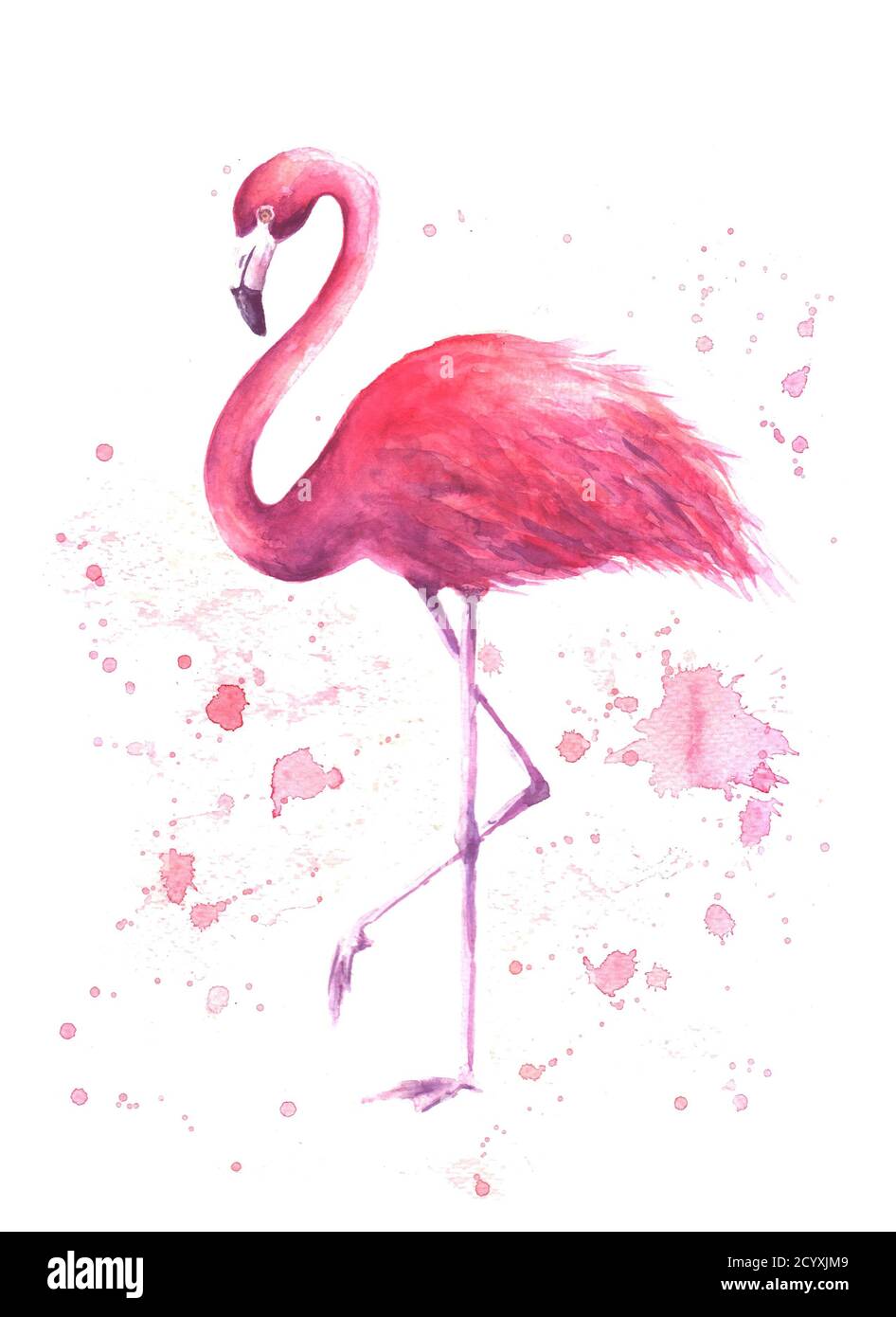 Rosa Flamingo. Tropische exotische Vogel Rose Flamingo mit Aquarell Spritzer auf weißem Hintergrund. Aquarell handgezeichnete Illustration. Zum Umwickeln drucken Stockfoto