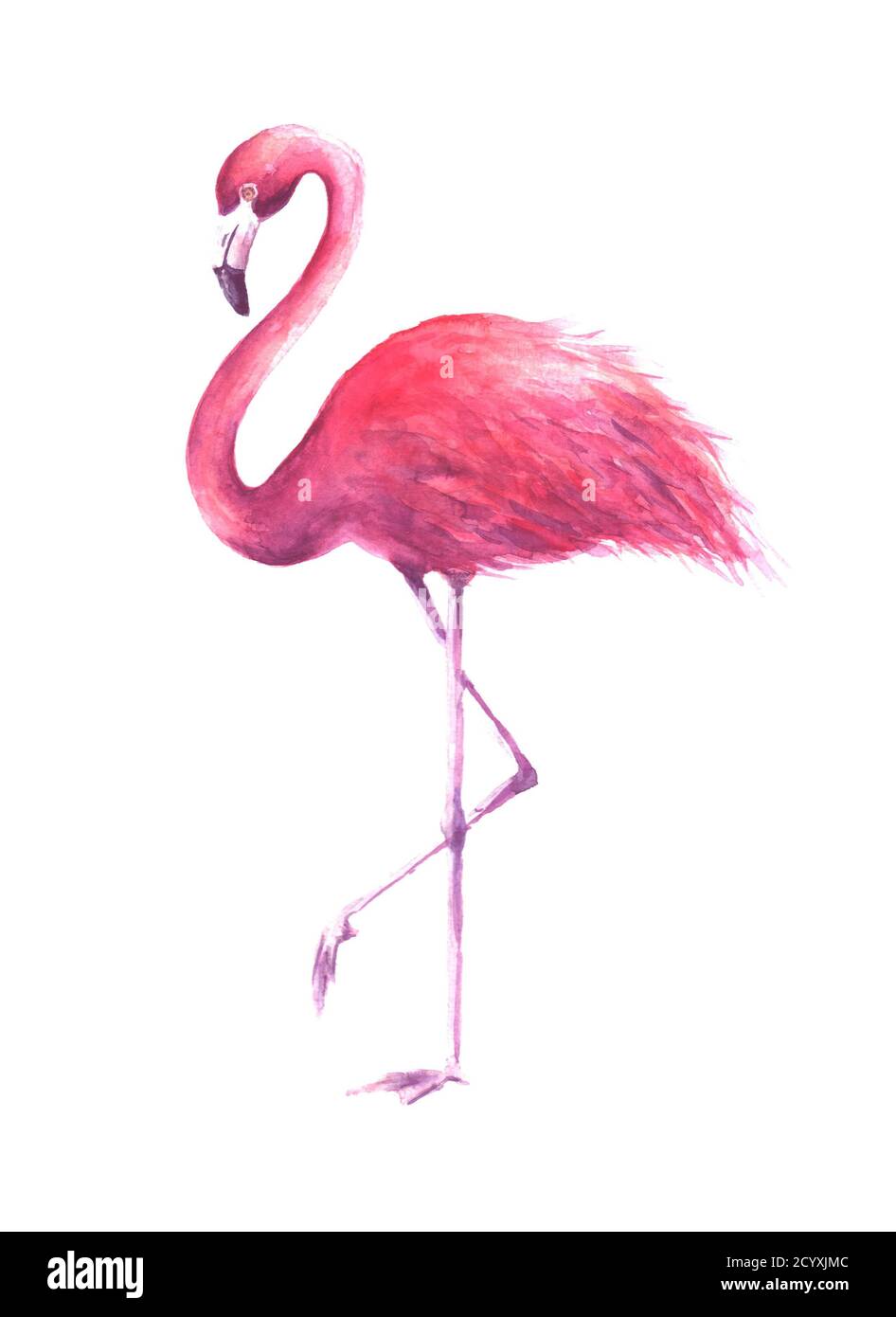 Rose Flamingo. Tropischer exotischer Vogel Rose Flamingo isoliert auf weißem Hintergrund. Aquarell handgezeichnete Illustration. Print für Verpackung, Tapete, Auto Stockfoto