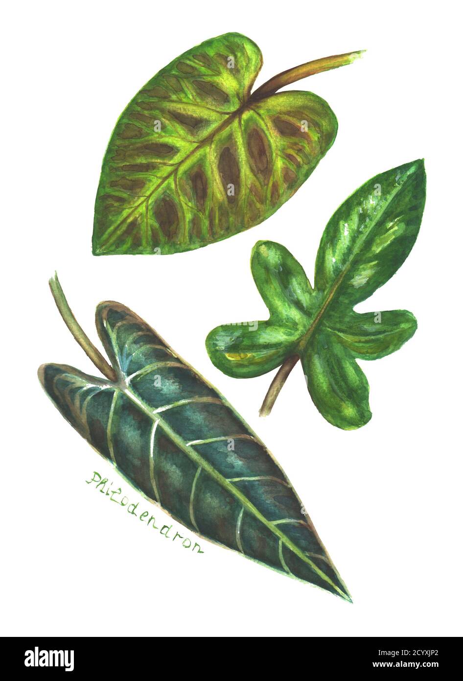geiblatt lonicera caprifolium Jetzt Echtes Geiblatt online kaufen bei Bohlken Pflanzenversand  Bohlken  Pflanzenversand GbR