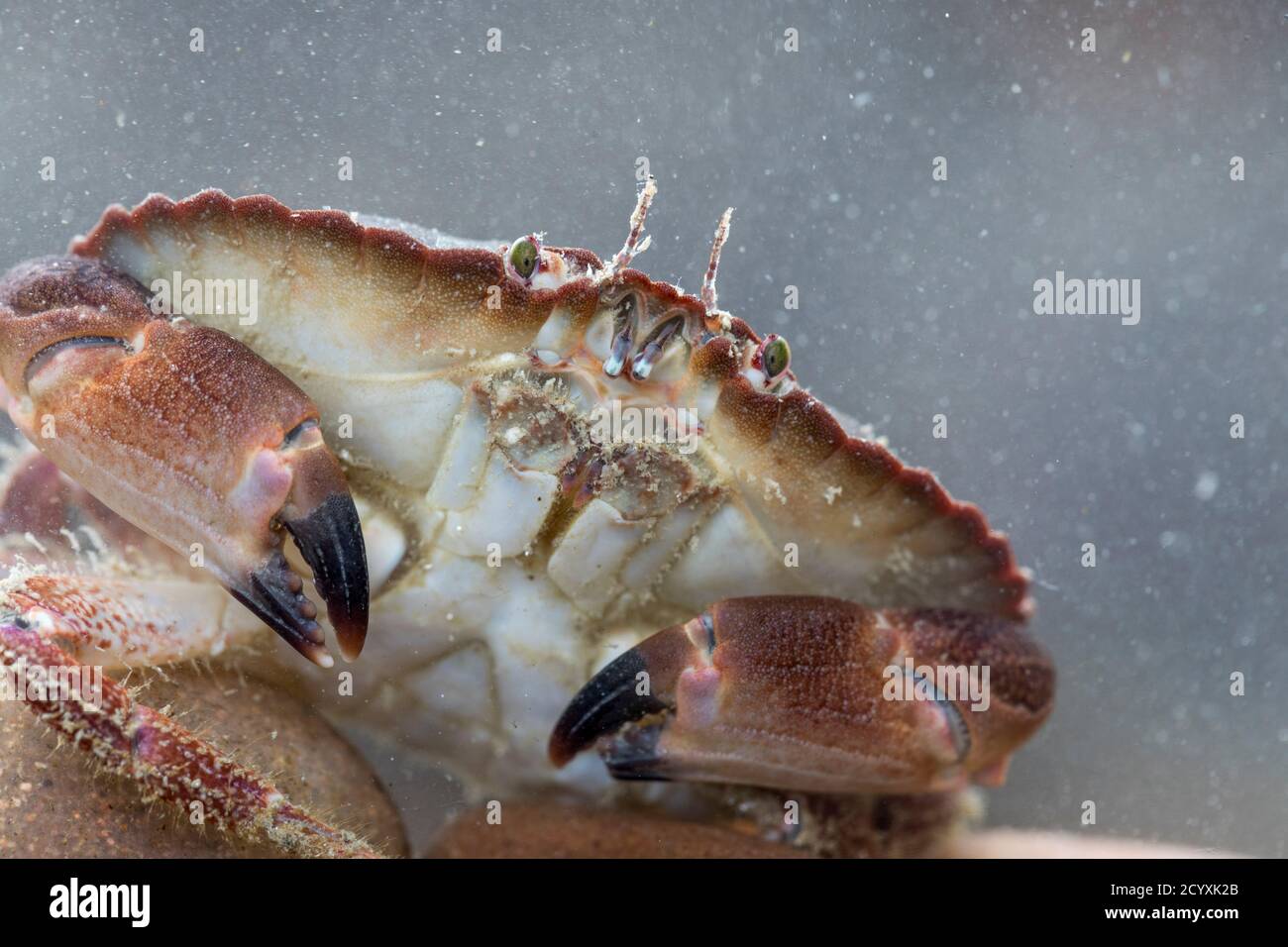 Essbare Krabbe; Krebs-Pagurus; im Wasser; Großbritannien Stockfoto
