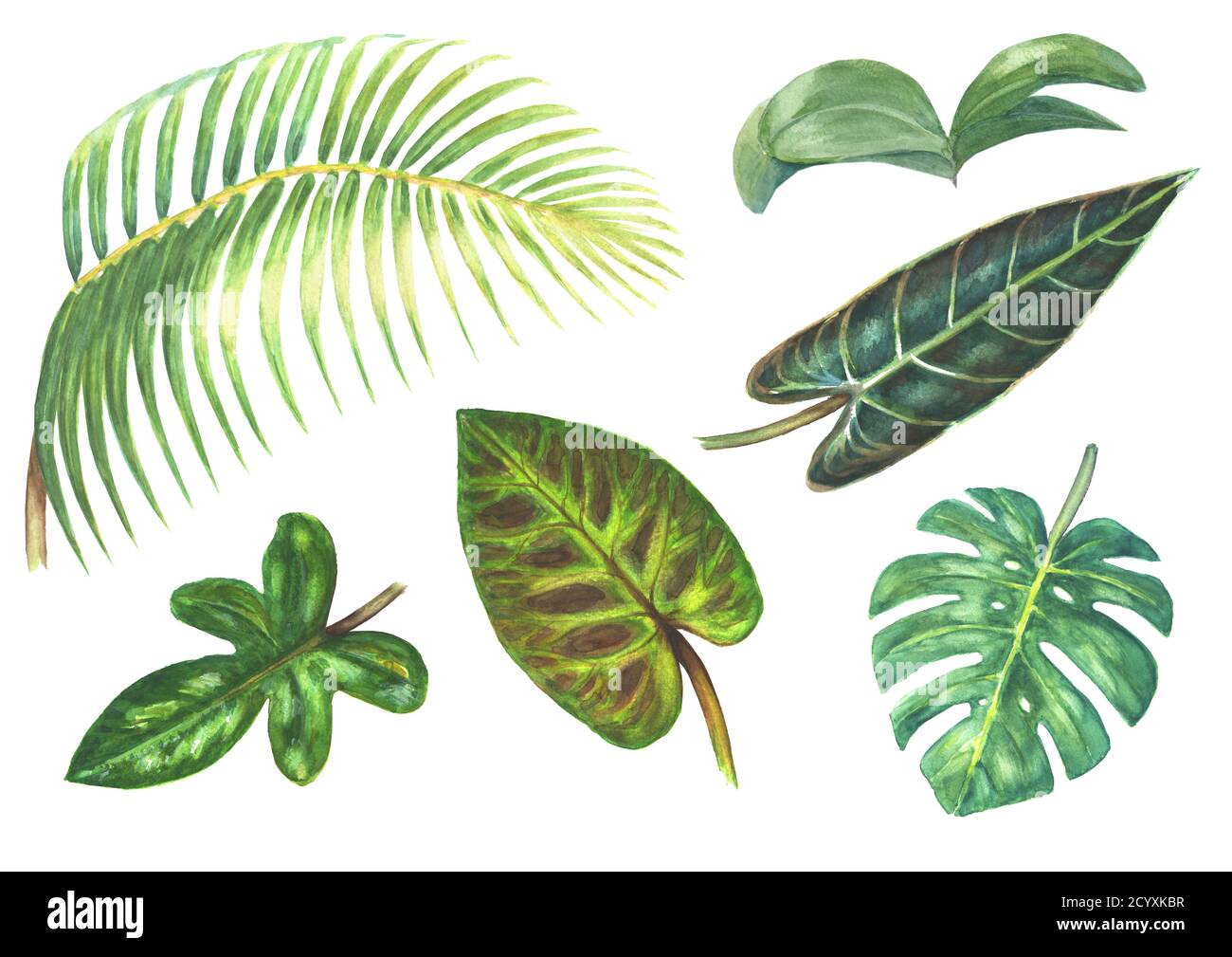 Set von hellen tropischen exotischen Pflanzen isoliert auf weißem Hintergrund. Aquarell handgezeichnete botanische Illustration. Phalaenopsis Orchidee, Palme, Monstera, Stockfoto