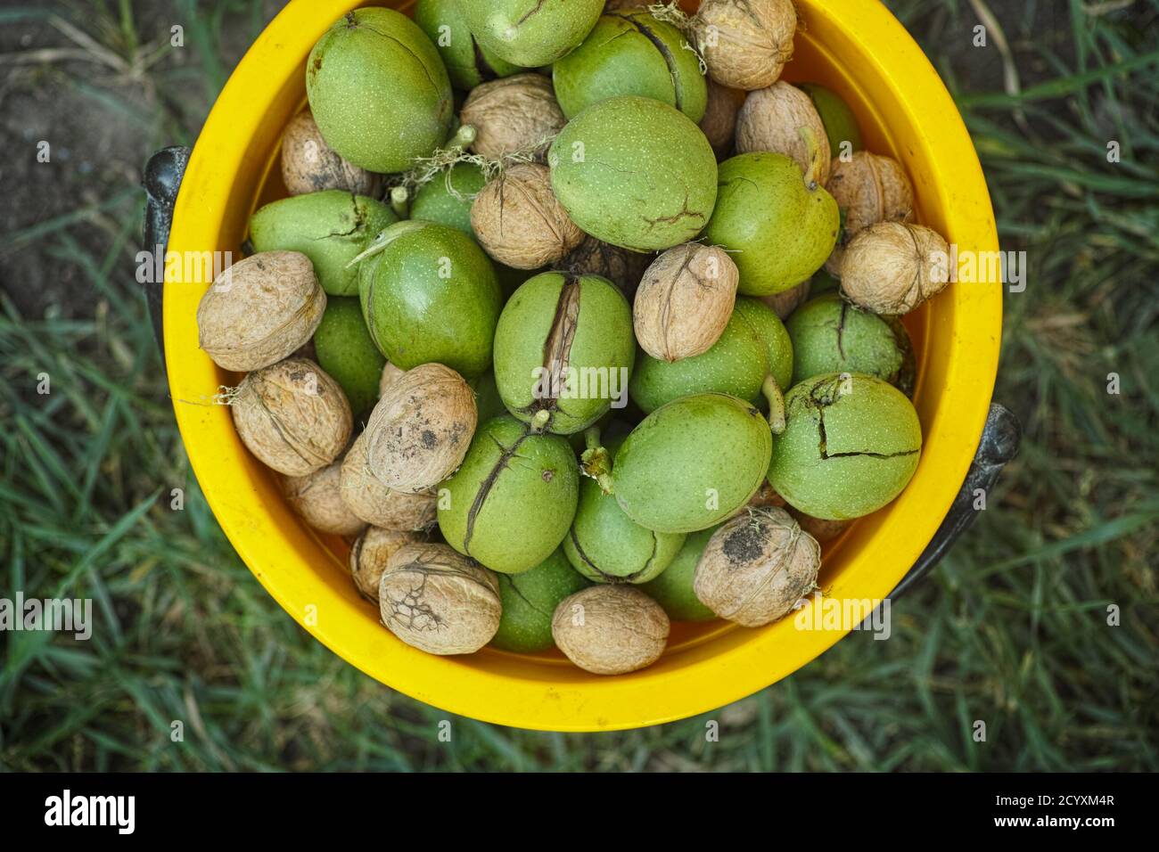 Frisch geerntete Walnüsse in einem gelben Eimer. Nahaufnahme. Stockfoto