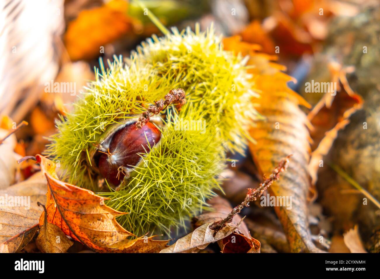 Kastanien Shell close up Hintergrund - Ernte Kastanien im Wald Mit Herbstlaub gemahlen Stockfoto