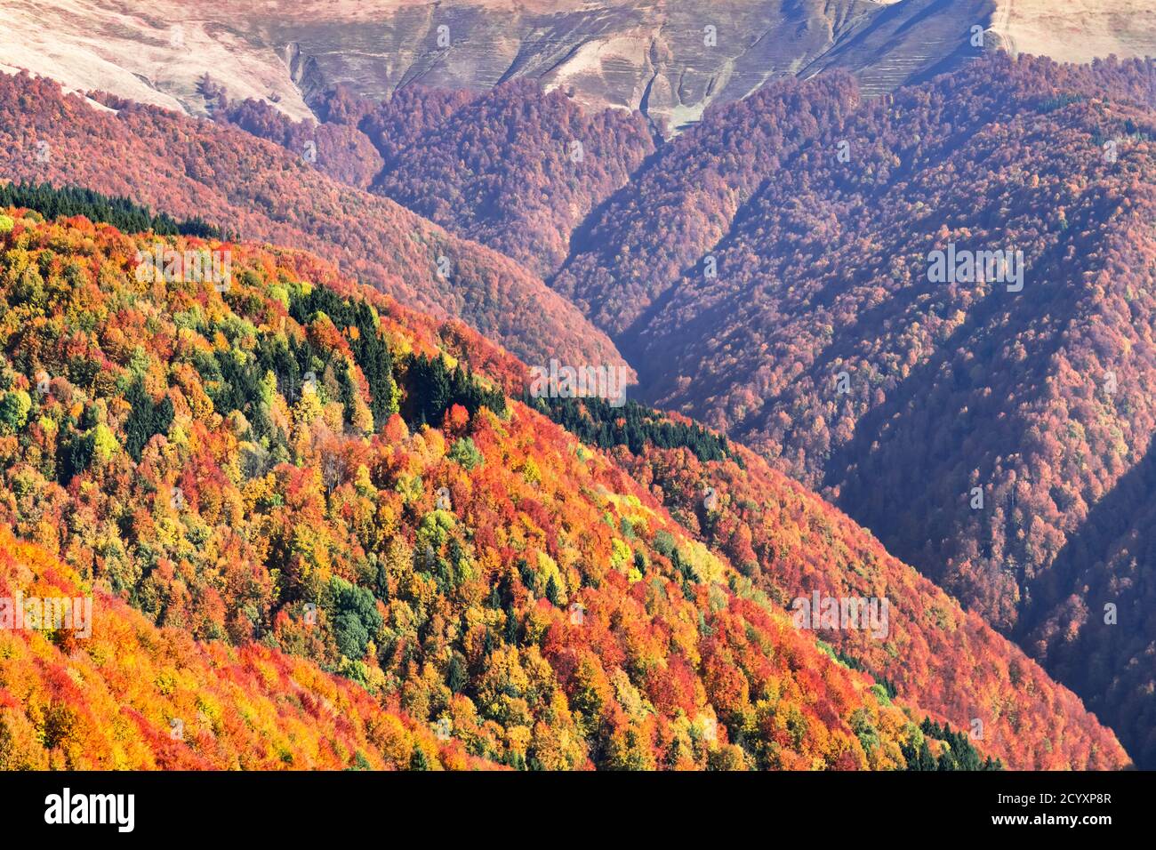 Malerische Herbst Bergketten mit roten Buchenwald in den Karpaten bedeckt, Ukraine. Landschaftsfotografie Stockfoto