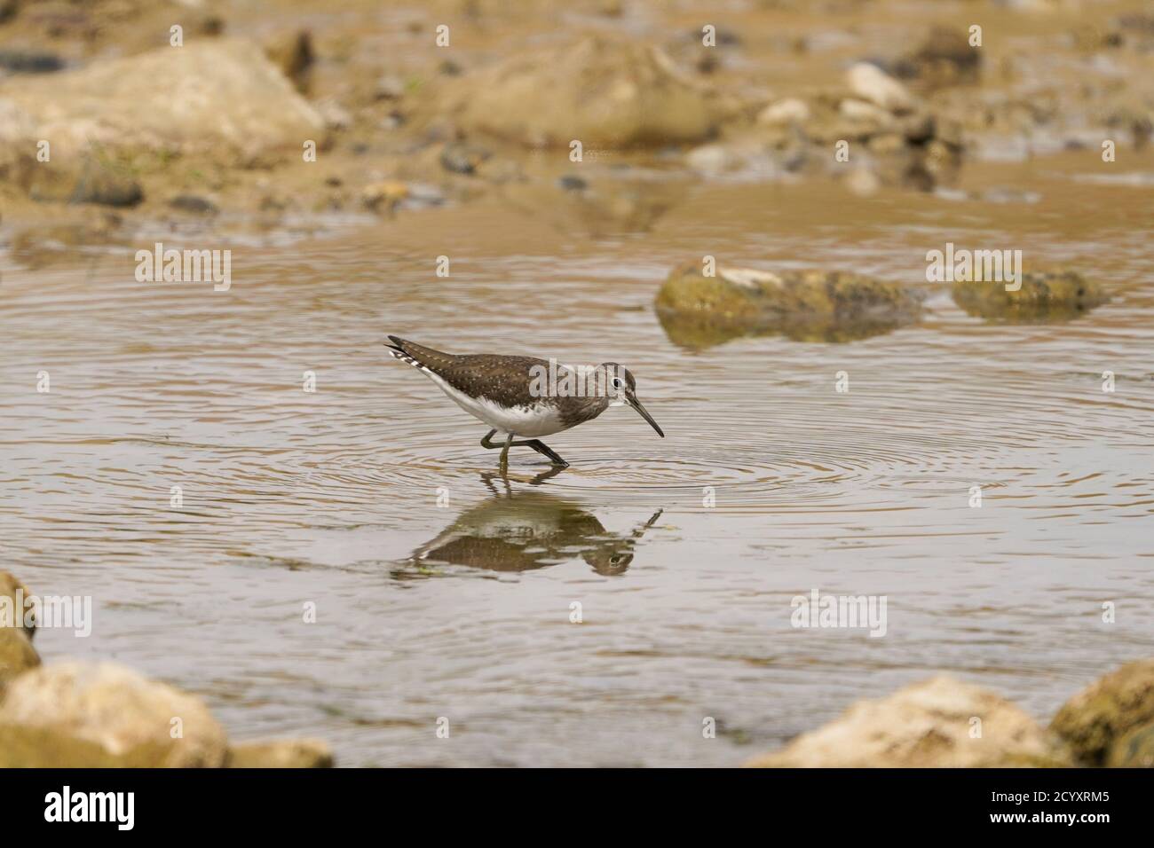 Grüner Sandläufer (Tringa ochropus), Fütterung entlang eines Flusses, Andalusien, Spanien. Stockfoto