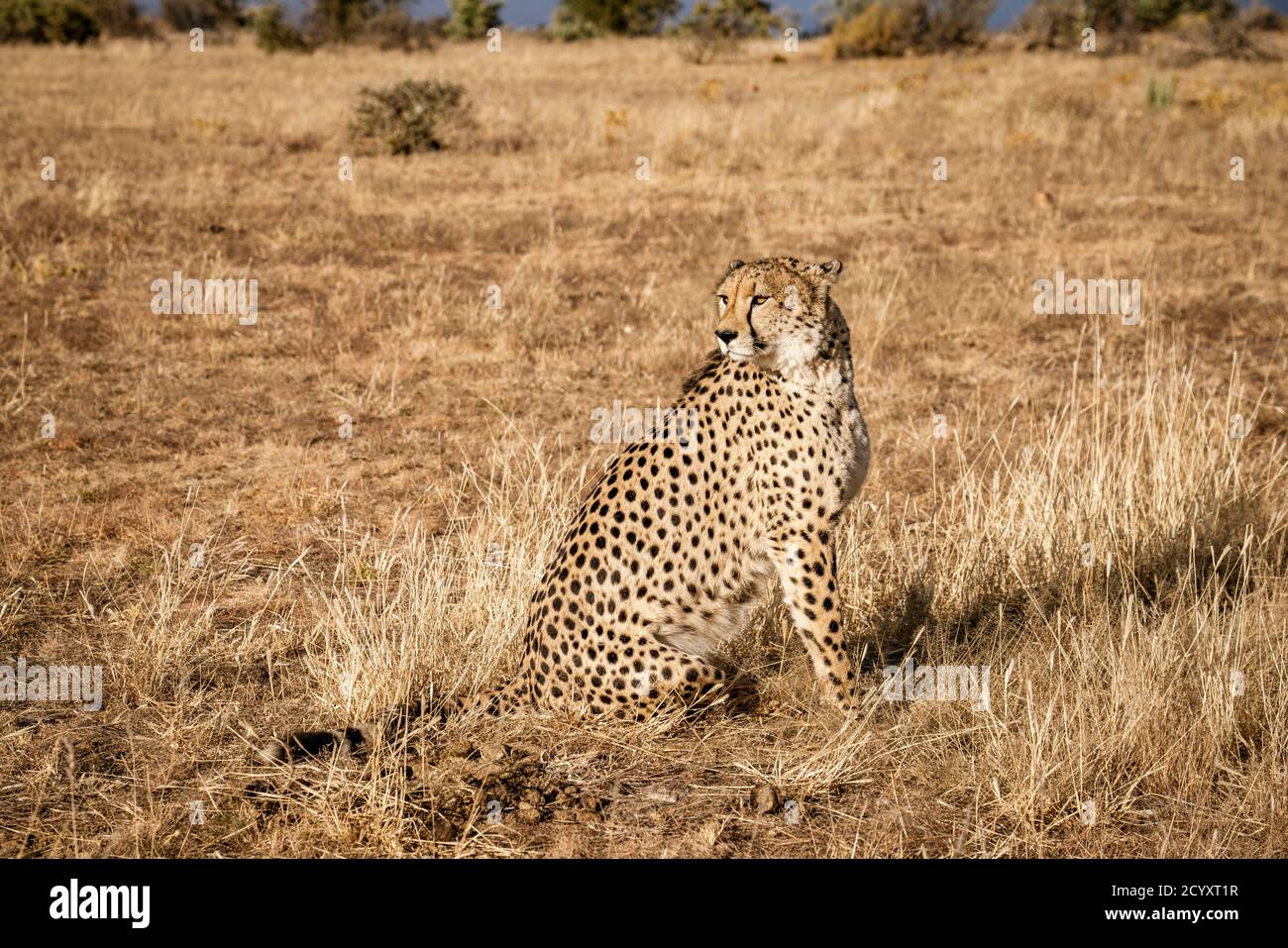 Nach Geparden sitzt oben Scans, seine Umgebung in Namibia Stockfoto