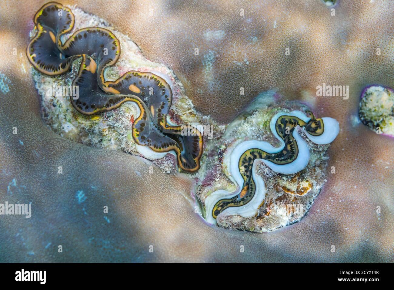 Riesenmuschel; Tridacna gigas; Blau; Malediven Stockfoto