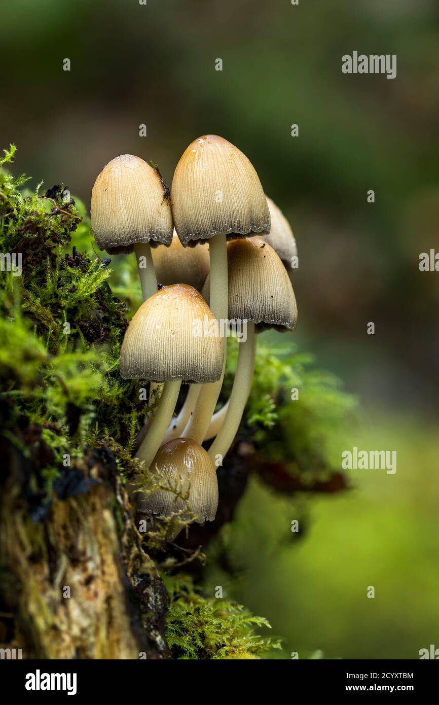 Glitzernde Tintenkappe; Coprinellus micaceus; Cluster; Herbst; Großbritannien Stockfoto