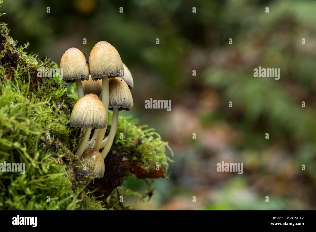 Glitzernde Tintenkappe; Coprinellus micaceus; Cluster; Herbst; Großbritannien Stockfoto