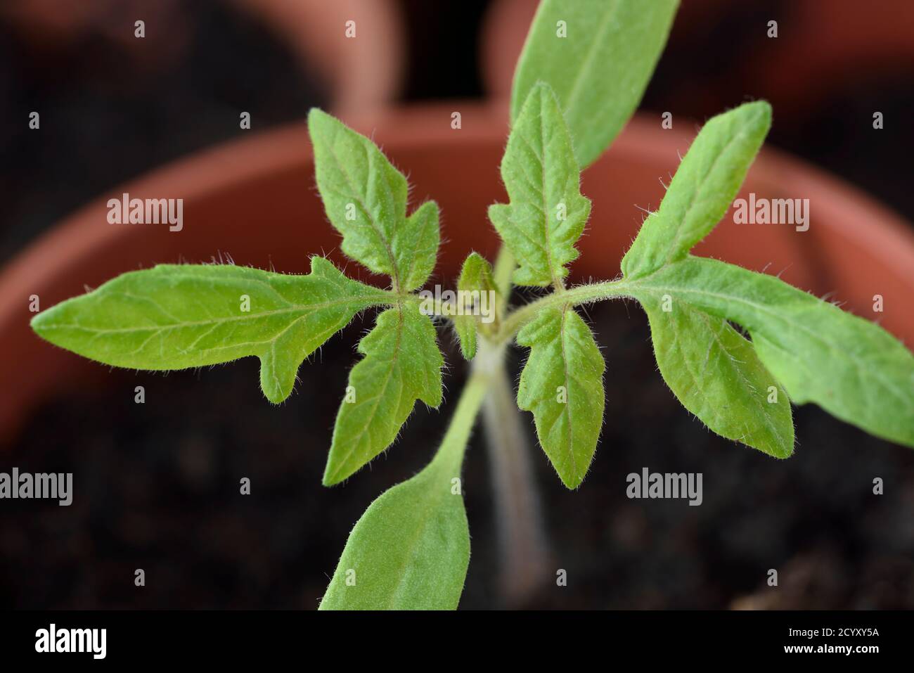 Tomatenpflanze im Topf Stockfoto