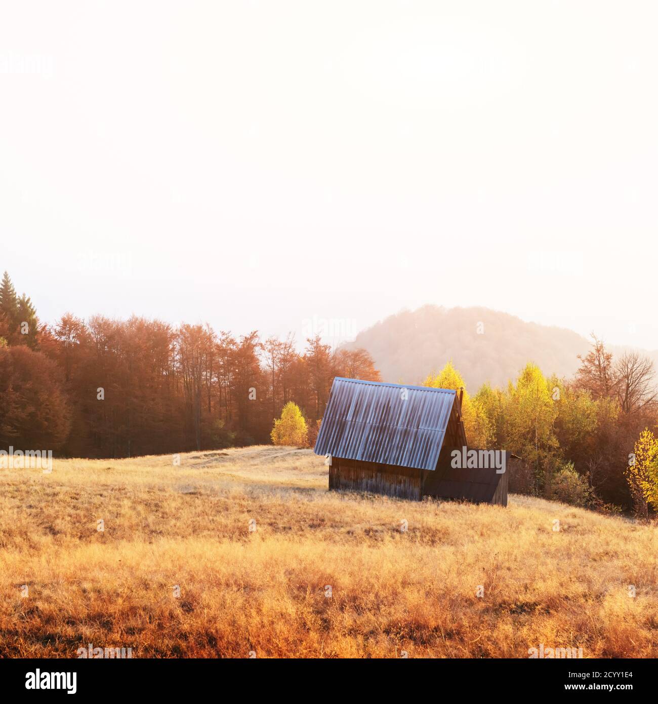 Malerische Wiese mit Holzhaus und roten Buchen in den Herbstbergen. Landschaftsfotografie Stockfoto