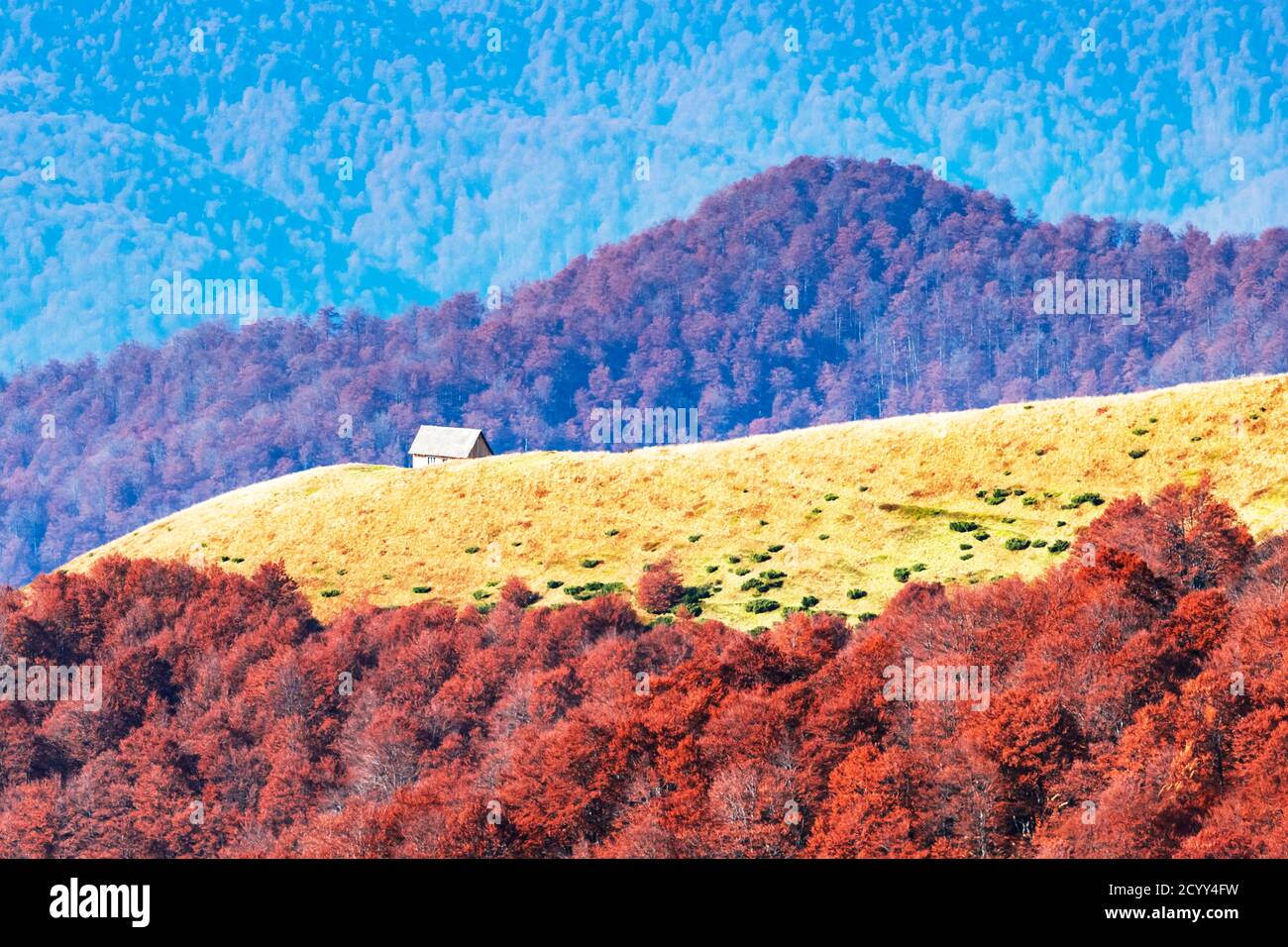 Malerischer herbst Wiese mit Holzhaus und rote Buche in den Karpaten, in der Ukraine. Landschaftsfotografie Stockfoto