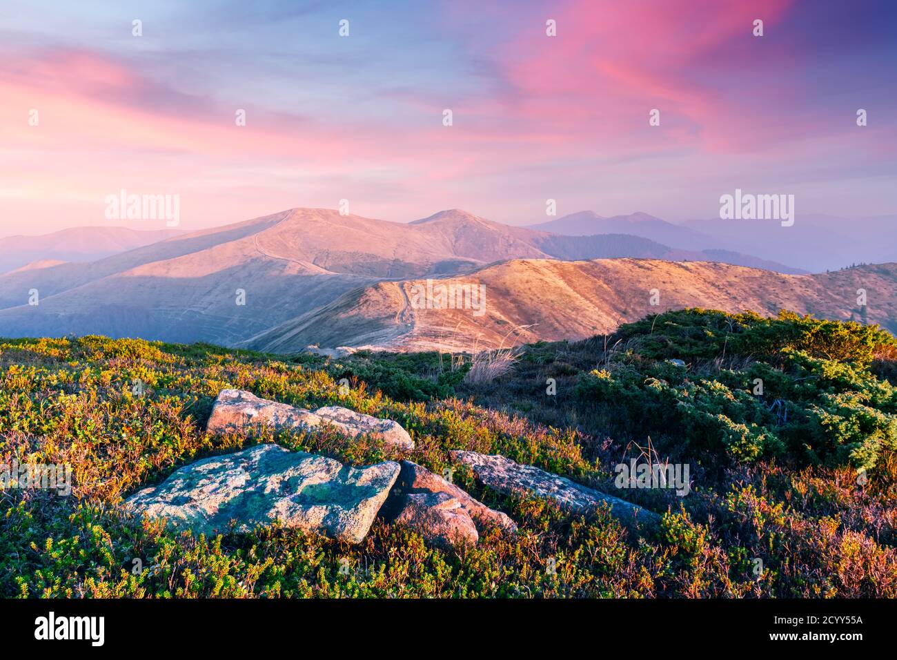 Gelbe Gras zitternd im Wind im Herbst in den Bergen bei Sonnenaufgang. Karpaten, Ukraine. Landschaftsfotografie Stockfoto