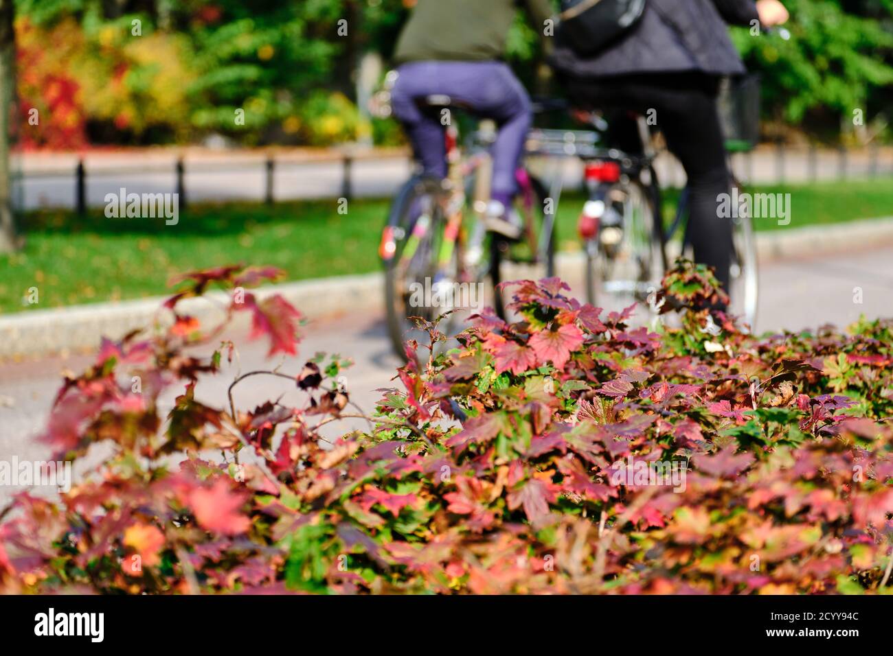 Herbststraße mit roten Sträuchern, die Radfahrer im Hintergrund. Stockfoto