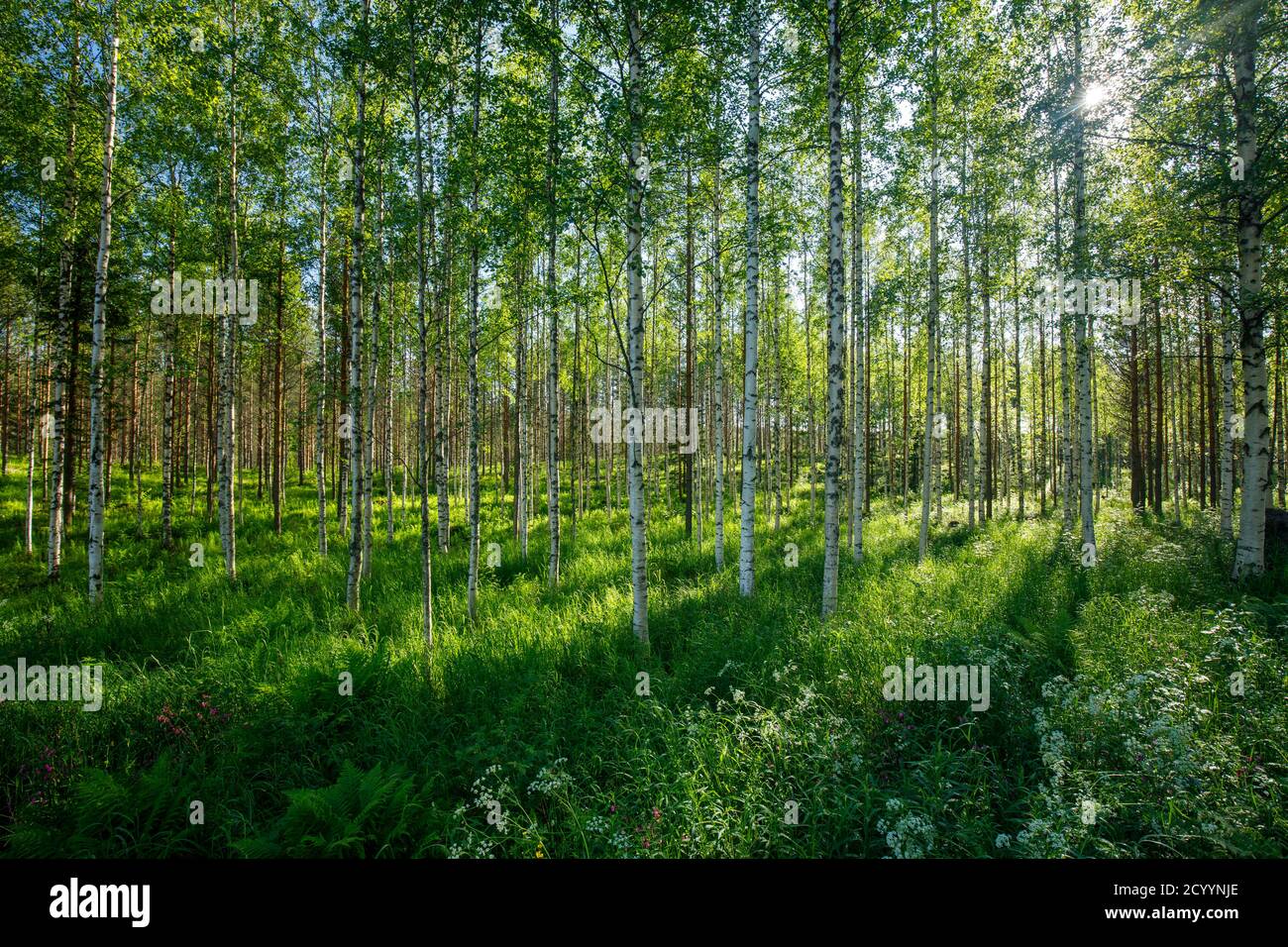 Junger, verdünnter europäischer Birkenwald im Sommer, Finnland Stockfoto