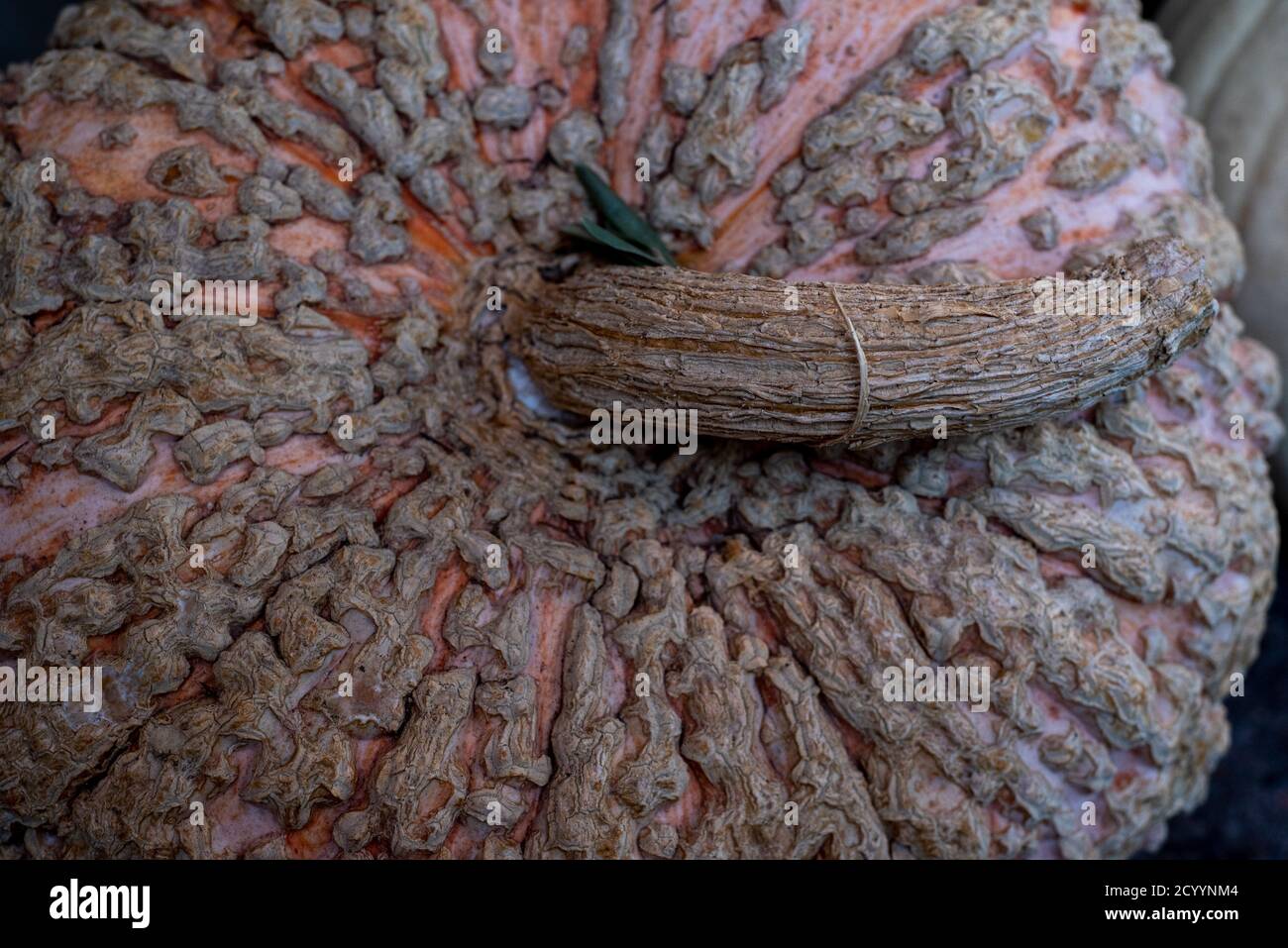 Nahaufnahme und selektiver Fokus auf weißem Galeux D'Eysines Squash mit Erdnusswarzen, von oben gesehen, Nahaufnahme. Rosa Farbe Stockfoto