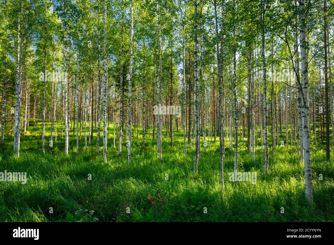 Junger, verdünnter europäischer Birkenwald im Sommer, Finnland Stockfoto