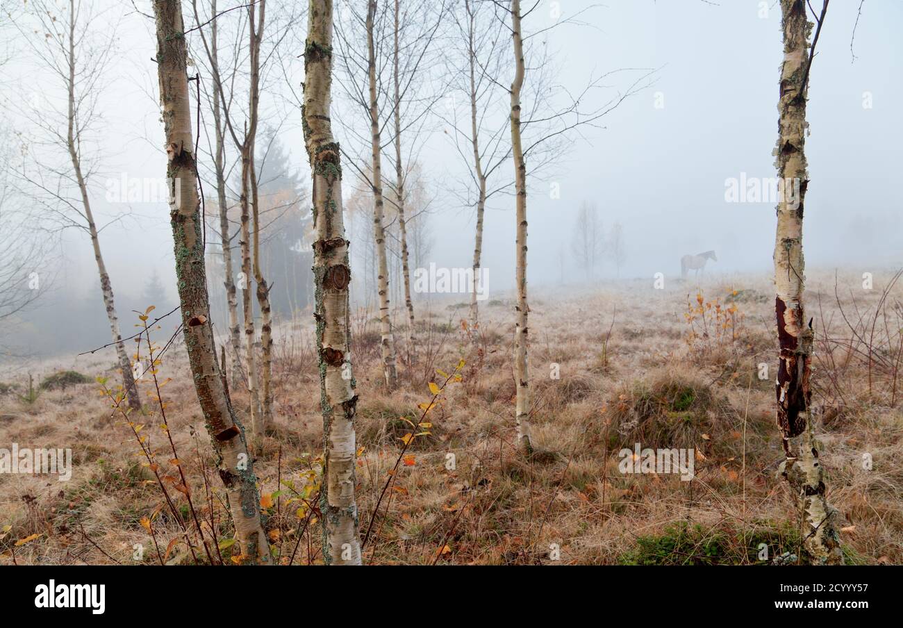 Pferderennen auf der Herbstweide, Birken im Vordergrund, tiefer Nebel. Stockfoto